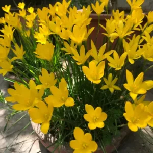 Yellow Rain Lily bulbs for sale in Pakistan – SeedBeej.pk