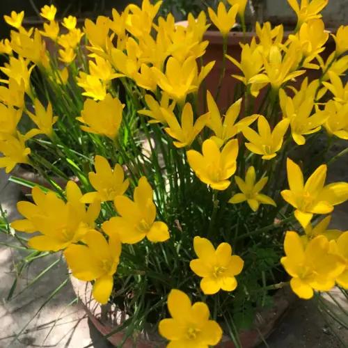 Yellow Rain Lily bulbs for sale in Pakistan – SeedBeej.pk