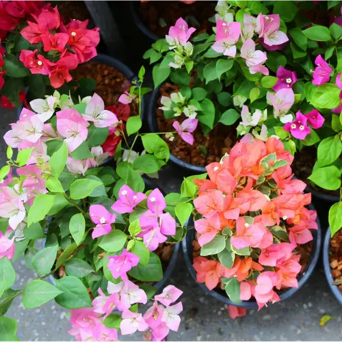 Bougainvillea flowering mix climbing on a wall under full sunlight