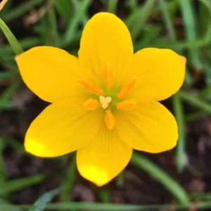 Zephyranthes citrina Yellow Rain Lily flowers blooming in garden