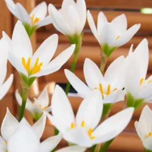 White Rain Lily (Zephyranthes) 10 bulbs