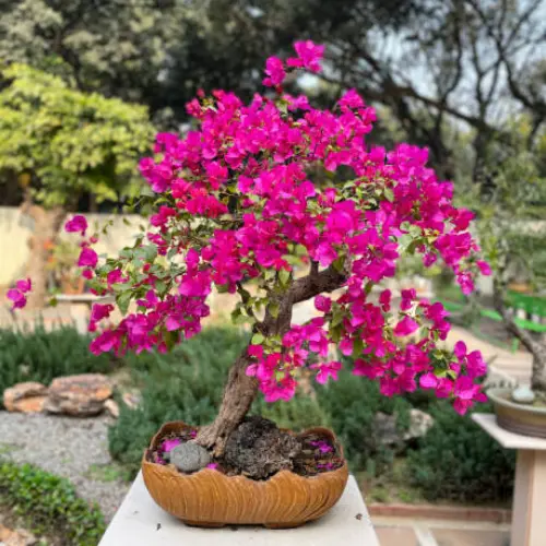 Bougainvillea mix plant with vibrant pink, purple, and orange bracts in garden