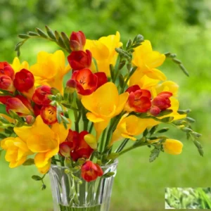 Freesia Bulb (5 Bulbs)