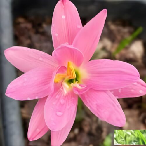 Zephyranthes Rain Lily flowers blooming from bulbs