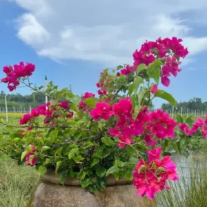 Bougainvillea flowering mix climbing on a wall under full sunlight