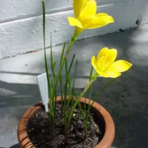 Zephyranthes citrina Yellow Rain Lily flowers blooming in garden