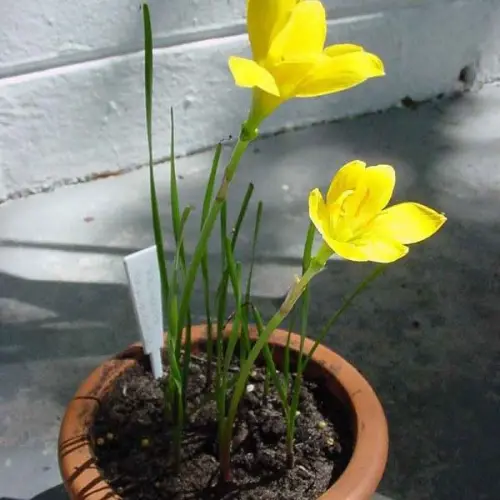 Zephyranthes citrina Yellow Rain Lily flowers blooming in garden