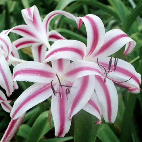 Blooming lily flowers from premium bulbs in Pakistan garden
