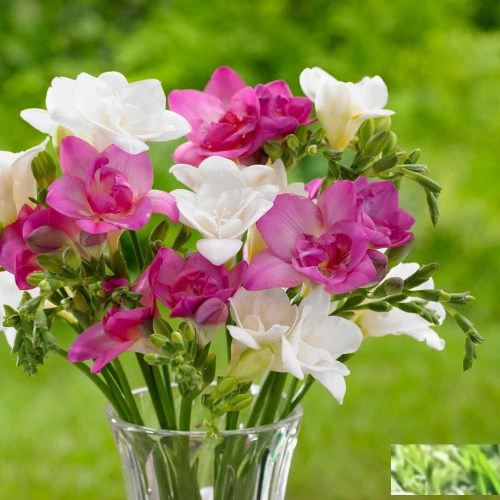 Freesia bulbs 5 pack – fragrant spring flowers for Pakistan gardens