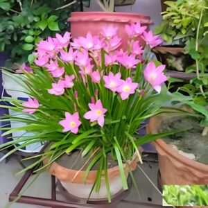 Rain Lily (Zephyranthes)