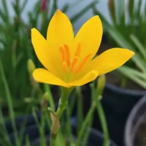 Zephyranthes citrina Yellow Rain Lily flowers blooming in garden