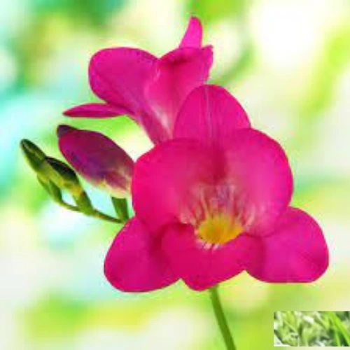 Buy Freesia bulbs online in Pakistan – perfect for pots, borders & vases