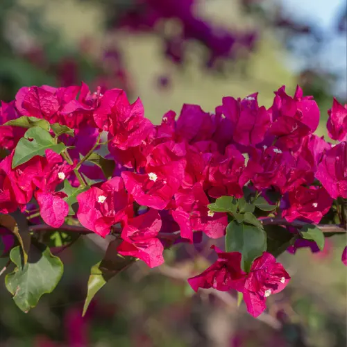 Bougainvillea flowering mix climbing on a wall under full sunlight
