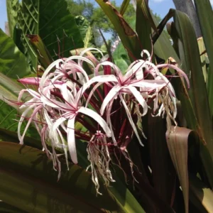 Blooming lily flowers from premium bulbs in Pakistan garden