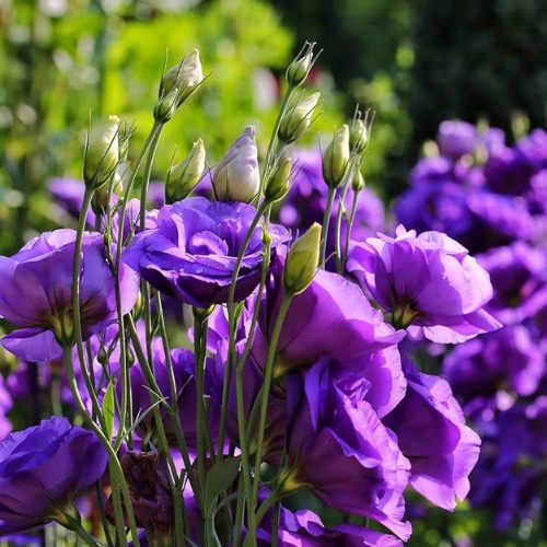 Lisianthus Seeds (20 seeds)
