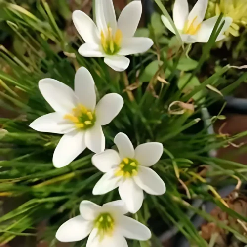 White Rain Lily bulbs for sale in Pakistan – SeedBeej.pk