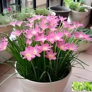 Rain Lily bulbs for sale in Pakistan – SeedBeej.pk