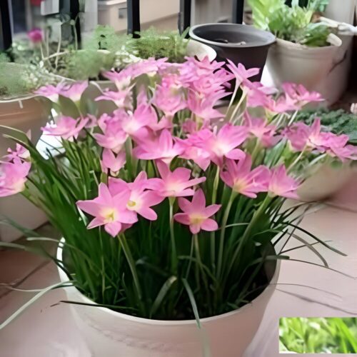 Rain Lily bulbs for sale in Pakistan – SeedBeej.pk