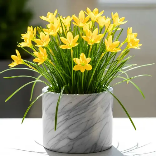 Zephyranthes citrina Yellow Rain Lily flowers blooming in garden