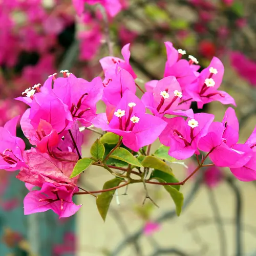 Bougainvillea flowering mix climbing on a wall under full sunlight
