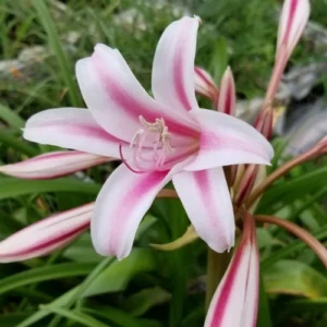 Blooming lily flowers from premium bulbs in Pakistan garden
