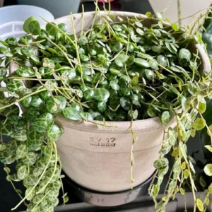 Variegated Turtle Plant