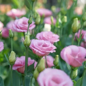 lisianthus plant (mix color)