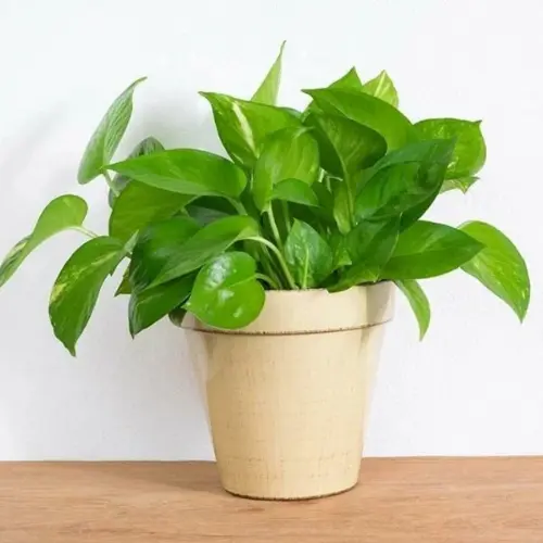 Indoor Money Plant climbing on a moss stick with glossy leaves