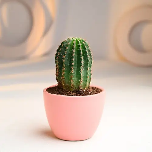 Flowering cactus plant with pink blossoms in outdoor sunlight