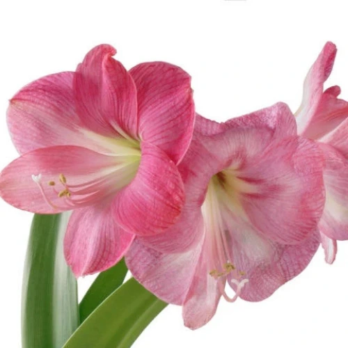 Potted Amaryllis plant with tall green stems and bright pink blossoms