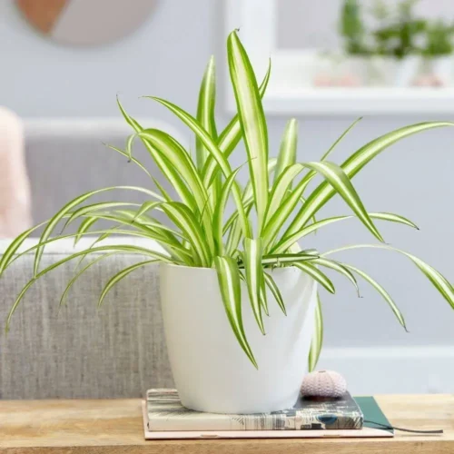 Spider Lily Plant with elegant white star-shaped flowers blooming in garden