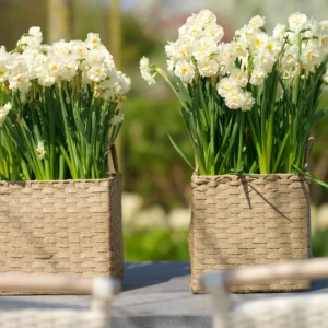 Daffodil Bulbs (5 Bulbs)