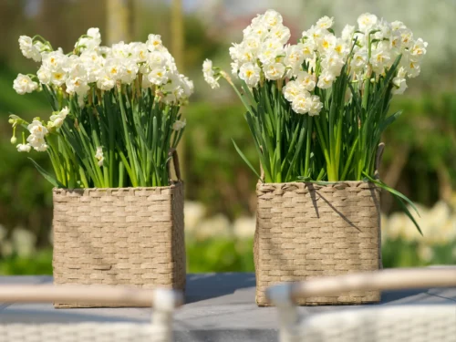 Daffodil Bulbs (5 Bulbs)