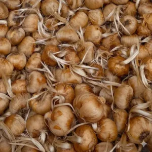 Saffron bulbs Price in Pakistan – Irani Crocus sativus bulbs Germinated