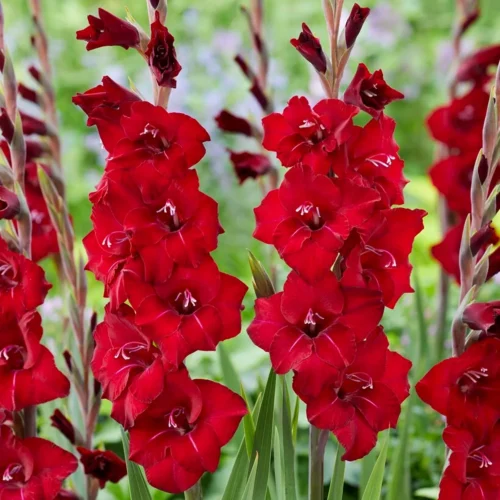 Tall Gladiolus blooms in vibrant colors grown from SeedBeej bulbs