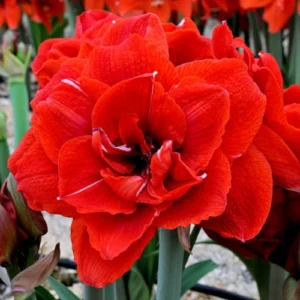 Red Double Amaryllis Bulb with layered red petals in full bloom