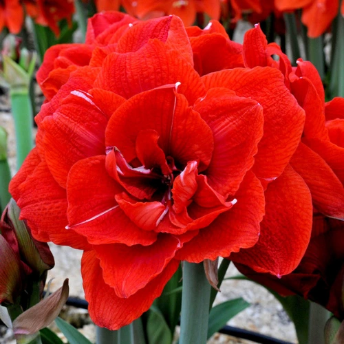 Red Double Amaryllis Bulb with layered red petals in full bloom