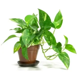 Fresh green Money Plant with heart-shaped leaves in a decorative pot