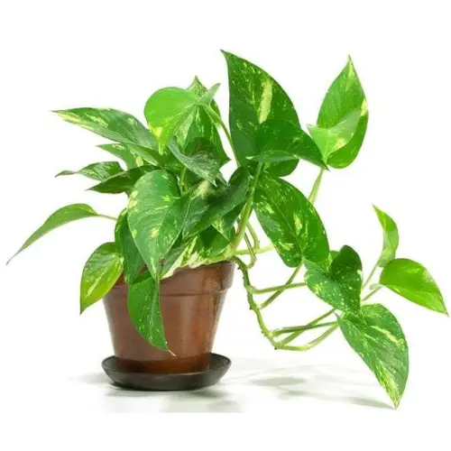 Fresh green Money Plant with heart-shaped leaves in a decorative pot