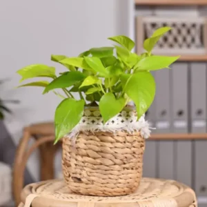 Golden Money Plant