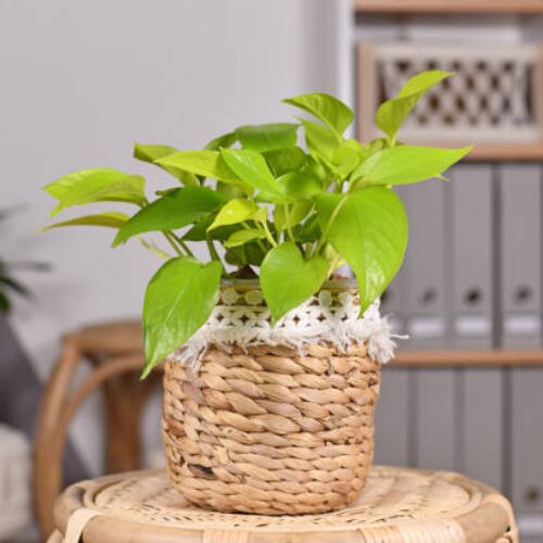 Golden Money Plant