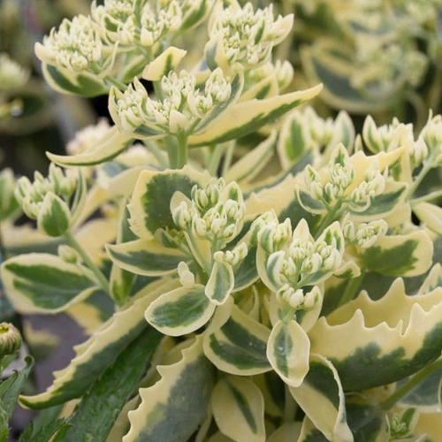 Variegated Sedum Autumn Charm plant with yellow-edged leaves