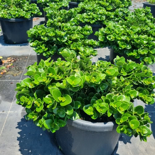 Karonda (Carissa) plant with white star-shaped flowers