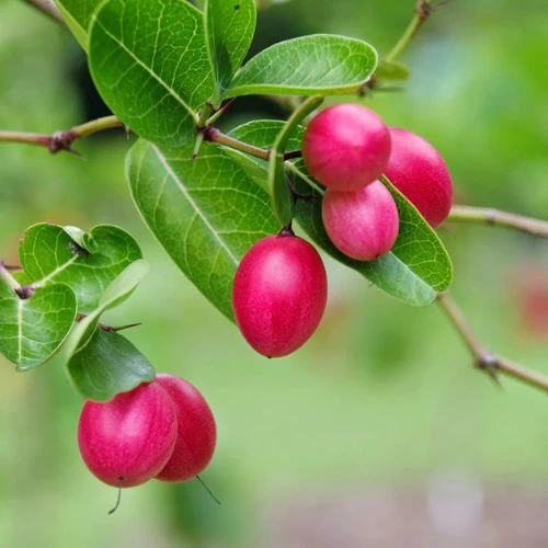 Healthy Karonda fruit plant with green leaves in pot