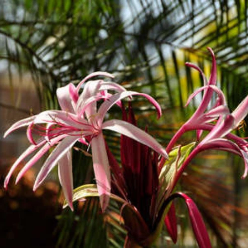 Crinum Lily bulbs for sale in Pakistan – SeedBeej.pk
