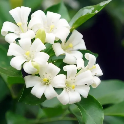 Merwa Fragrance Plant – White Blooming Scented Shrub