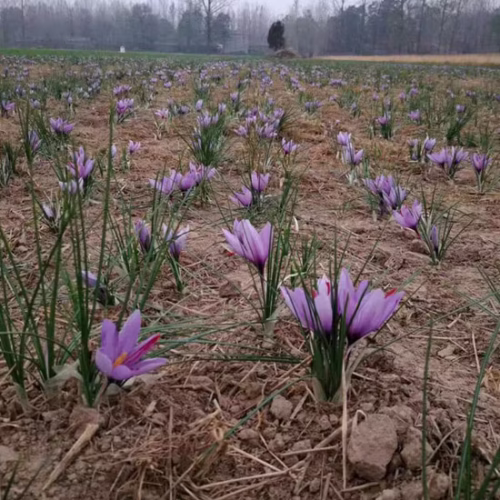 Crocus sativus saffron flower with red stigmas