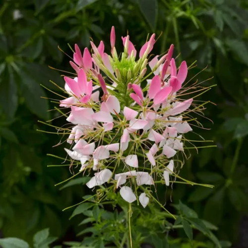 Spinosa Plant (Cleome) with white spider-like flowers growing in outdoor soil