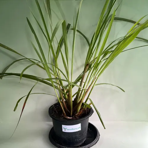Fresh green Lemongrass plant growing in a home garden in Pakistan