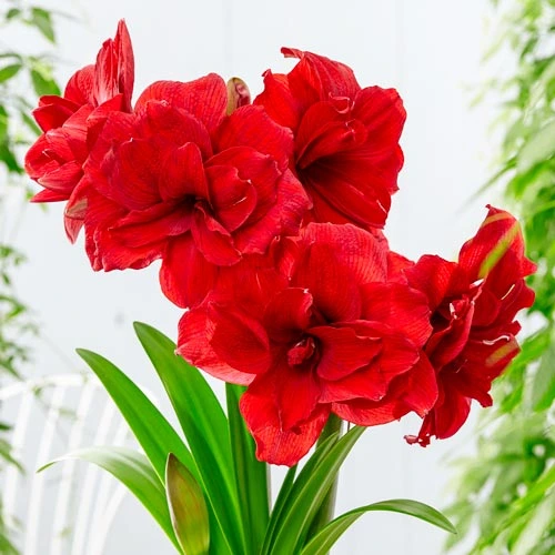 Premium Red Amaryllis flowering bulb for indoor and outdoor gardening in Pakistan